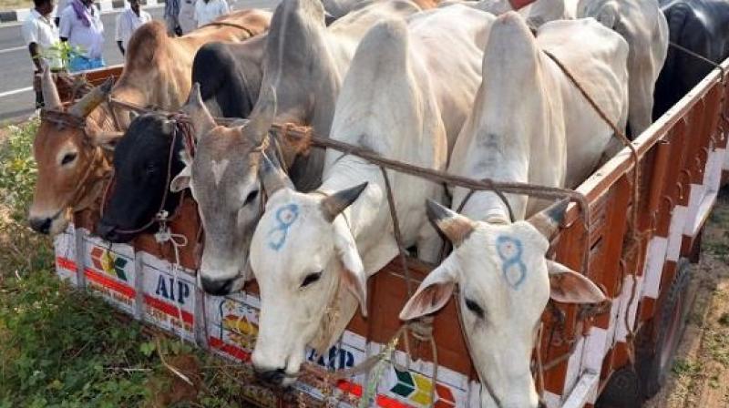 15 people arrested for smuggling livestock in Haryana
