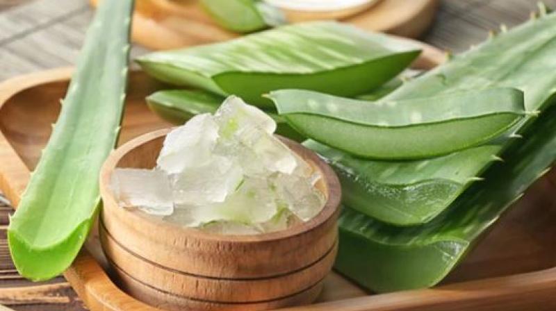 Aloe vera benefits