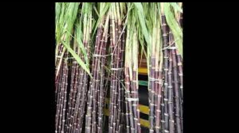 Government statements suggest that this revenue stream may help make the mill financially sustainable while also creating direct and indirect employment opportunities in the region. File Photo.