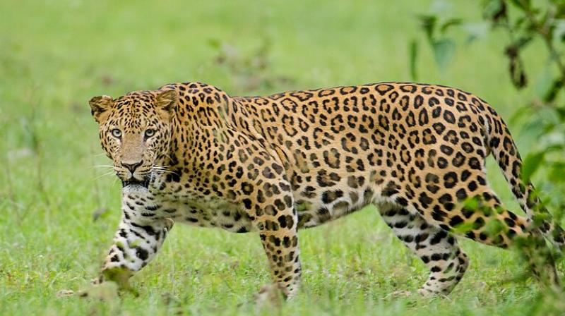 Leopard in Ludhiana News