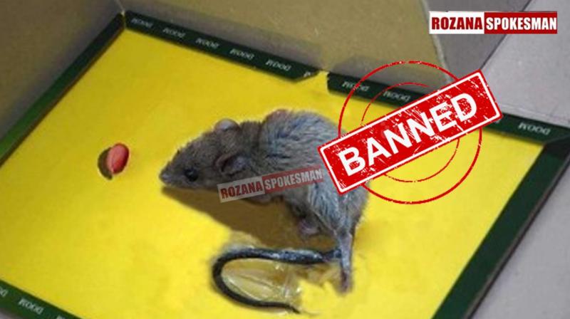 Punjab Rat Glue Trap Ban latest news