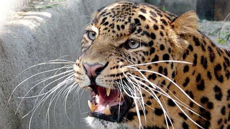 4 injured in leopard attack 4 injured in leopard attack