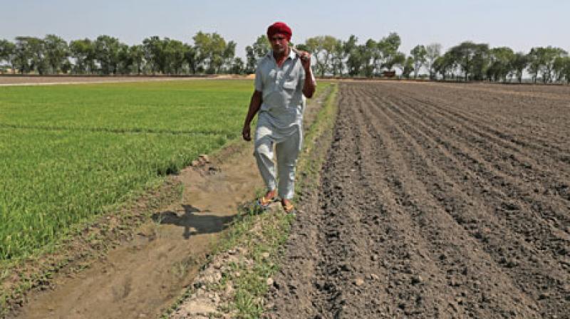 Punjab's Farmer Punjab's Farmer