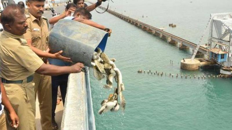 400 kg sea cucumber worth Rs 8 lakh seized in TN 400 kg sea cucumber worth Rs 8 lakh seized in TN