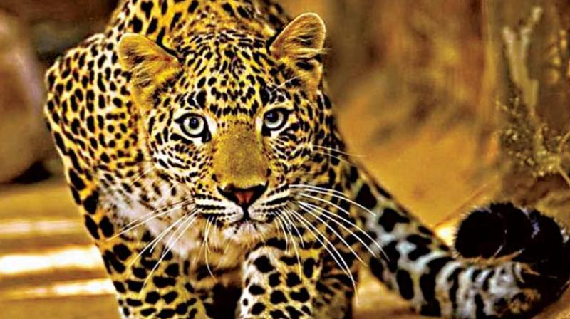 Leopard kills man near Rajaji Tiger Reserve Leopard kills man near Rajaji Tiger Reserve