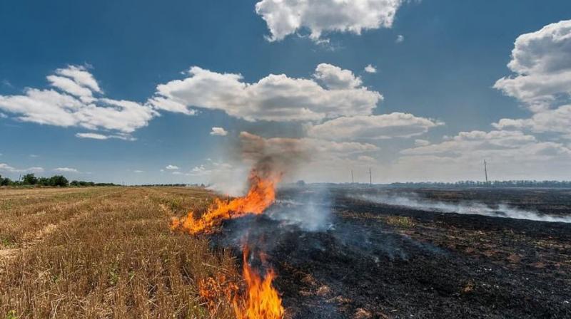 Centre Praises Mann Sarkar: Farmers' Efforts Slash Stubble Burning by Staggering 85%