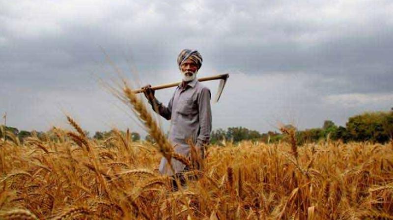 Punjab Farmers Complete 77 % Sowing of Wheat 