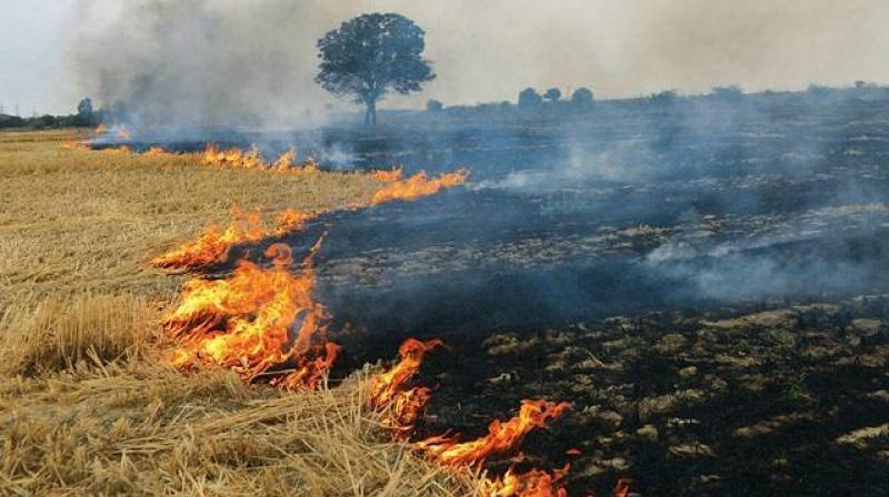 Stubble Burning