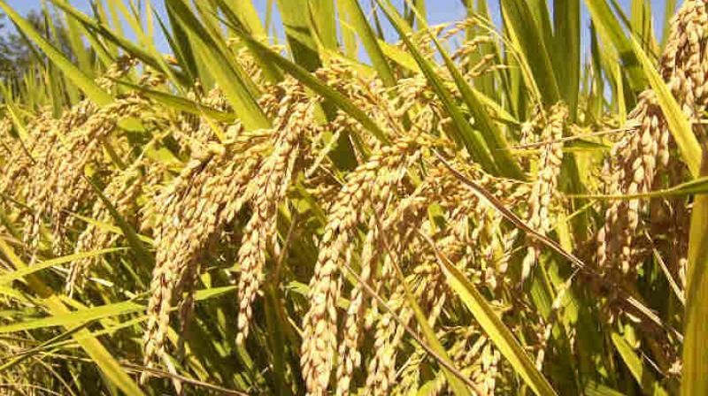 Paddy procurement in Punjab