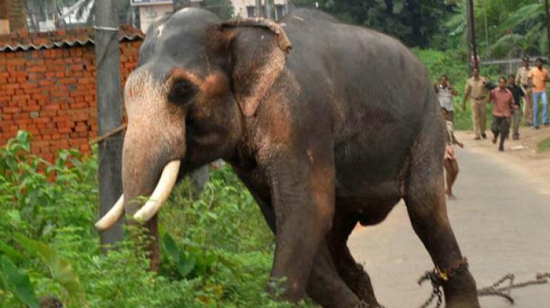 Elderly man killed by elephant in Chhattisgarh