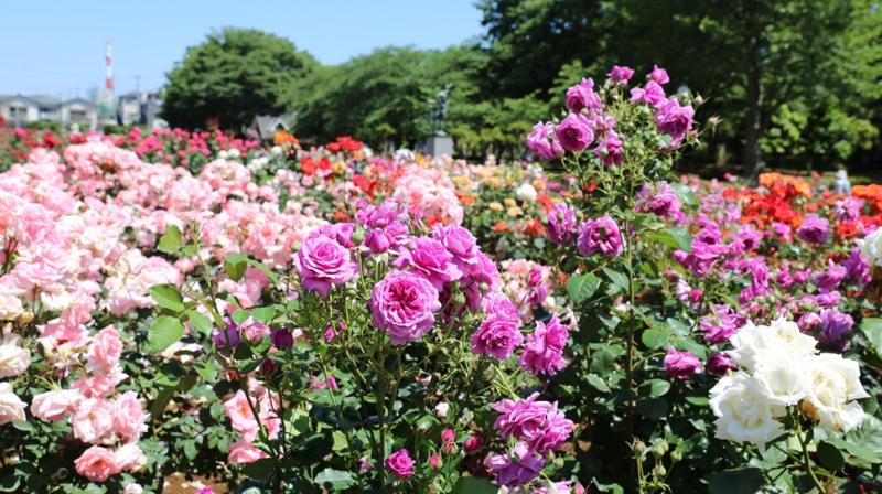 Rose Festival 2024 Rose Festival 2024