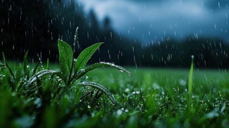 Early onset of Monsoon, Monsoon Likely to Hit Kerala in 4–5 Days: IMD (Representative image, image courtesy:Vecteezy) Early onset of Monsoon, Monsoon Likely to Hit Kerala in 4–5 Days: IMD (Representative image, image courtesy:Vecteezy)