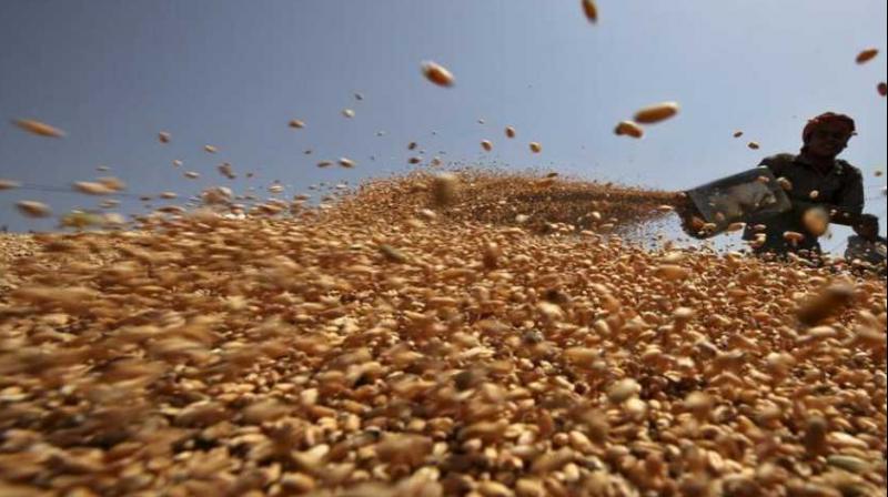 Govt may hike paddy MSP Govt may hike paddy MSP