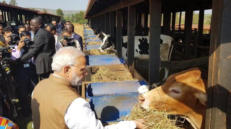 PM Narendra Modi gifts 200 cows PM Narendra Modi gifts 200 cows