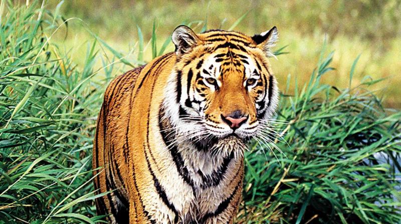 National Tiger Conservation Authority National Tiger Conservation Authority