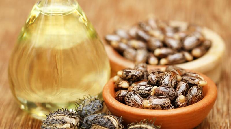 Castorseeds bold and castoroil commercial eased further