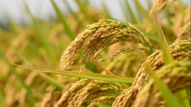 393178 metric tonnes of Paddy procured in Punjab