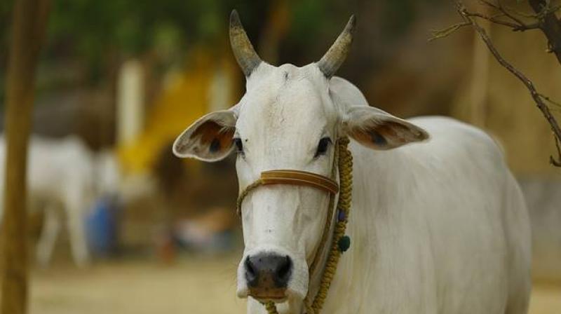 J&K govt to provide cattle to BPL families J&K govt to provide cattle to BPL families
