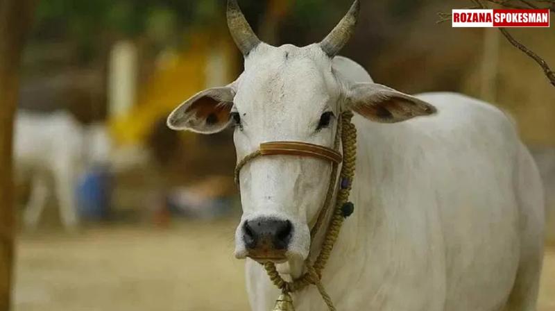 Maharashtra Declares Indigenous Cows as 'Rajyamata-Gomata' Ahead of Assembly Elections 2024 Maharashtra Declares Indigenous Cows as 'Rajyamata-Gomata' Ahead of Assembly Elections 2024