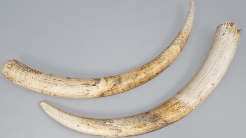 Elephant tusks