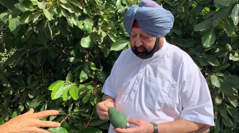 Punjab Chief Minister inspecting varieties of farm produce at the NaanDann Irrigation farms