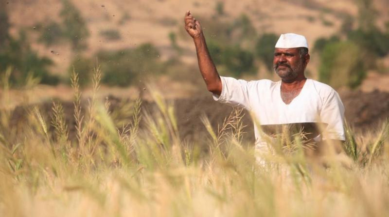 Crop loans of small and marginal farmers