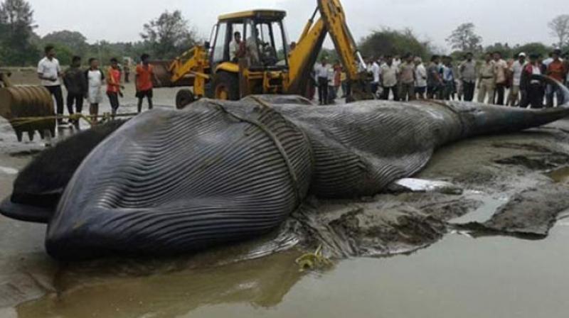 Giant whale washed ashore