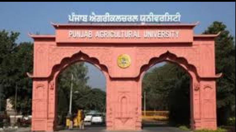 According to PAU's floriculture experts, this abundant flowering and robust growth make it especially suitable for landscaping, potted cultures, and gardens, as well as festive or decorative use. File Photo.