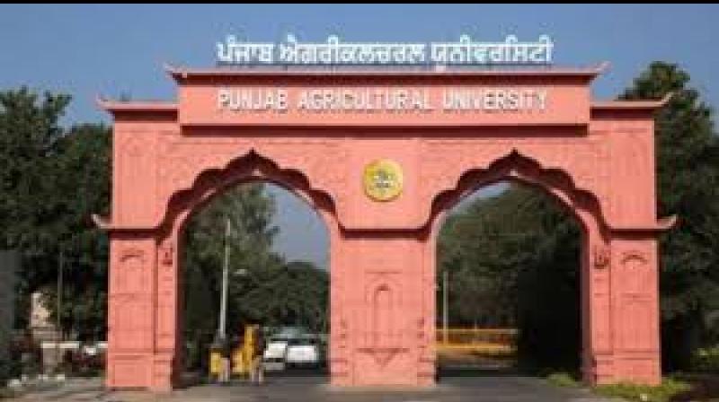 The outlet will operate from a renovated shop located near the campus bank in the PAU market area. File Photo.