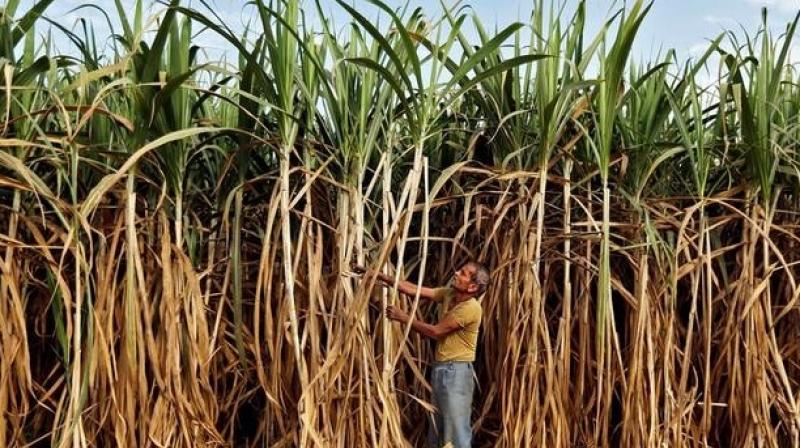 Elections strike sour note across UP's sugarcane belt