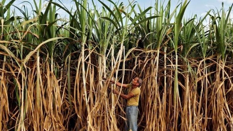 Elections strike sour note across UP's sugarcane belt Elections strike sour note across UP's sugarcane belt