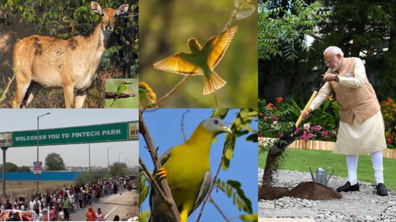 PM to Lead Tree Plantation on World Environment Day; Jaipur’s Dhol Ka Badh Battles Unity Mall Plans PM to Lead Tree Plantation on World Environment Day; Jaipur’s Dhol Ka Badh Battles Unity Mall Plans