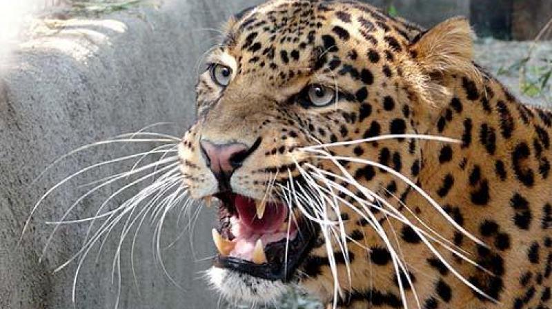 Woman killed in leopard attack in UP Woman killed in leopard attack in UP