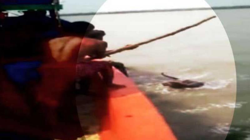 A still of a tiger being tormented by fishermen
