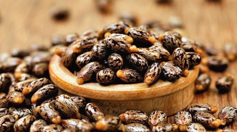 Castor seeds bold Castor seeds bold