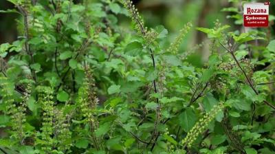 Tulsi Leaves: Doctor Reveals Benefits for Sugar, BP and Heart Health