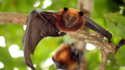 Nipah virus through bats