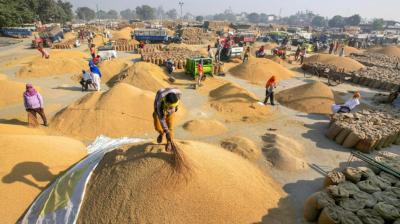 Paddy procurement in Punjab 