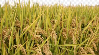 132879 metric tonnes of Paddy procured