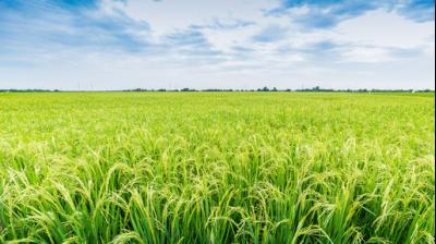 Many farmers reported that rising extraction costs are pushing them toward the brink of economic strain. File Photo.