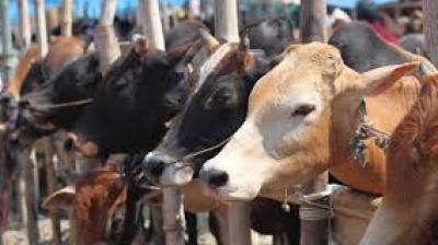 Punjab has an estimated 70 lakh livestock, including approximately 65 lakh cows and buffaloes, which contribute heavily to the carcass burden. File Photo.