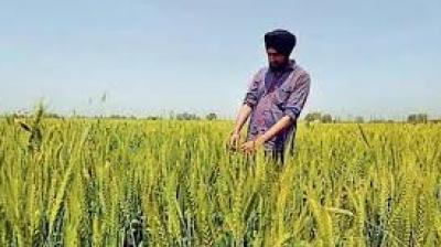 Experts are advising farmers to apply light irrigation to crops to maintain soil temperature and protect against freezing. File Photo.