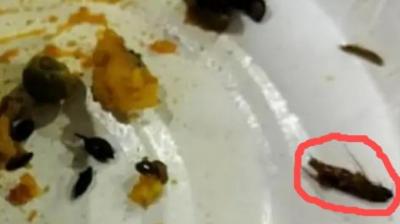 Cockroach Found in Samosa Cockroach Found in Samosa