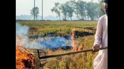 The court issued notices to both states.It asked them to submit reports on their efforts to mitigate stubble burning. File Photo.