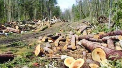 How to stop the destruction of dense forests in Punjab? Editorial: