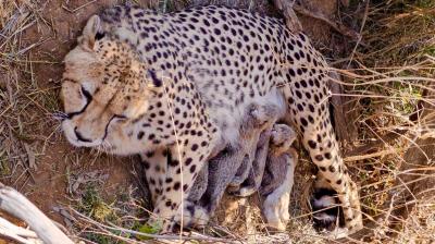 India's cheetah population reaches 53; Namibian cheetah Jwala gives birth to 5 cubs