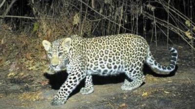 Woman fights off leopard Woman fights off leopard