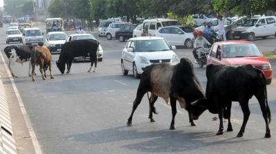 Himachal Pradesh High Court Issues Notice to State Govt Seeking Response on PIL on Stray Cattle Accidents (Representative Image, Courtesy: The Tribune)
