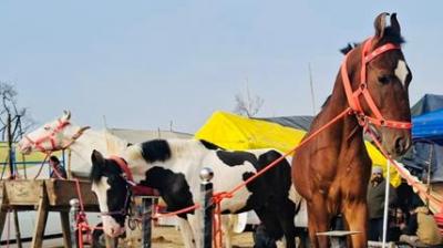 Principal Secretary Rahul Bhandari emphasised that the Mandi is crucial for boosting the rural economy and fostering regional trade. File Photo.