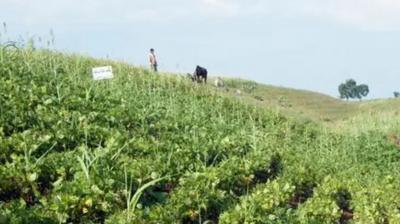Maharashtra to Launch Soybean Procurement Centres Amid Farmer Concerns